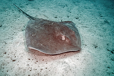 Roughtail Stringray (Dasyatis centroura),Tenerife, Canary Islands, Spain, Atlantic Ocean