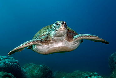 Green Turtle (Chelonia mydas), Tenerife, Canary Islands, Spain, Atlantic Ocean