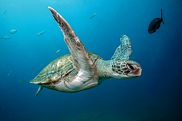 Green Turtle (Chelonia mydas), Tenerife, Canary Islands, Spain, Atlantic Ocean