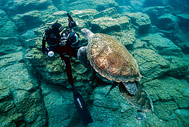 Green Turtle (Chelonia mydas) and diver, Tenerife, Canary Islands, Spain, Atlantic Ocean