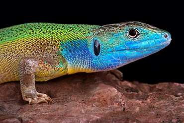 Turkish green lizard (Lacerta pamphylica)