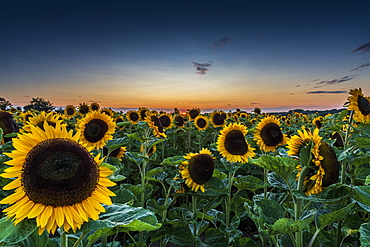 Field of Sunflowers at sunset, Sangatte, Hauts de France, France