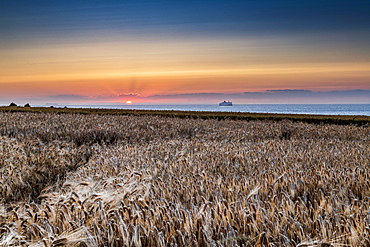 Barley field at sunset, Sangatte, Hauts de France, France