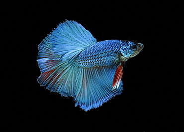 Siamese fighting fish (Betta splendens) 'Half Moon' male