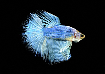 Siamese fighting fish (Betta splendens) male