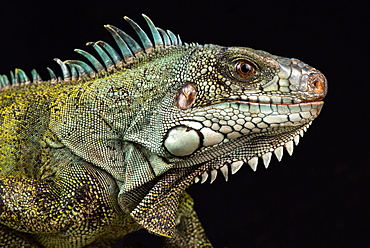 Caribbean green iguana (Iguana iguana ssp.)