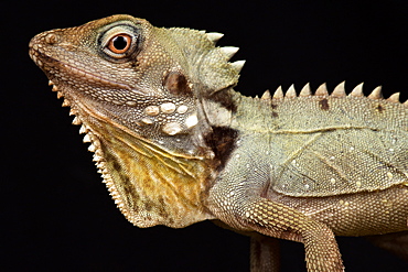 Boyd's Forest Dragon (Lophosaurus boydii)