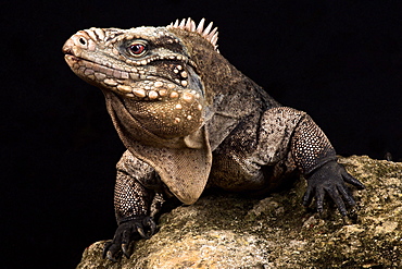 Cuban rock iguana (Cyclura nubila nubila)