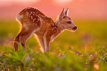 Roebuck (Capreolus capreolus) fawn at sunset, Slovakia