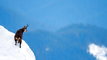 Chamois (Rupicapra rupicapra) on snow, Slovakia