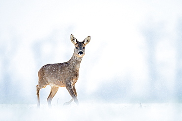 Roebuck (Capreolus capreolus) in the snow, Slovakia