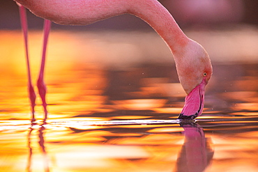 Great Flamingo (Phoenicopterus roseus) in water Camargue, France