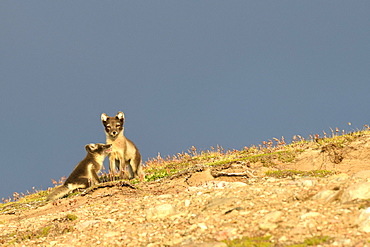 Arctic Fox (Alopex Lagopus) and his mother in the tundra, Jamson Land, North East Greenland