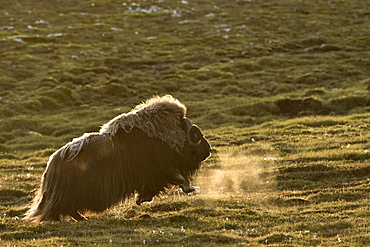 Muskox (Ovibos moschatus) running away, Jameson Land, Northeast Greenland