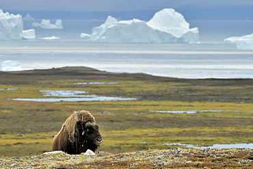 Muskox (Ovibos moschatus) solitary male in the tundra, bottom Scoresbysund, Jameson Land, Northeast Greenland