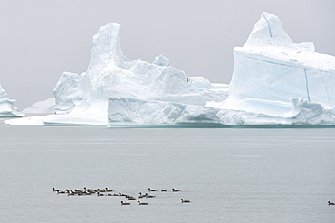 Pink-footed Goose (Anser brachyrhynchus) on water. Colony on Scoresbysund, Greenland, North East