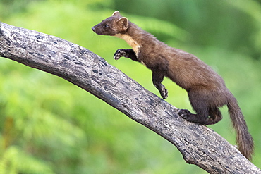 Pine Marten (Martes martes), adult climbing a trunk, Campania, Italy