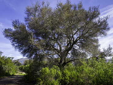 Damage to a Coast Live Oak (Quercus agrifolia) caused by the California Oak Moth (Phryganidia californica), the most important oak-feeding caterpillar throughout its range, which extends along the coast and through the coastal mountains of California. The caterpillars can strip a tree of all leaves but the Coast Live Oak trees usually recover in subsequent years.