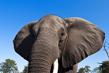 Elephant (Loxodonta africana), Abu Camp, Okavango Delta, Botswana