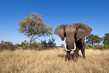 Elephant (Loxodonta africana), Abu Camp, Okavango Delta, Botswana