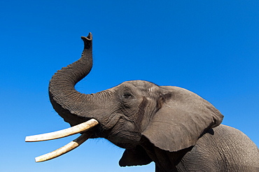 Elephant (Loxodonta africana), Abu Camp, Okavango Delta, Botswana