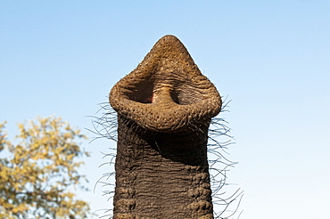 Elephant (Loxodonta africana), Abu Camp, Okavango Delta, Botswana