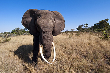 Elephant (Loxodonta africana), Abu Camp, Okavango Delta, Botswana