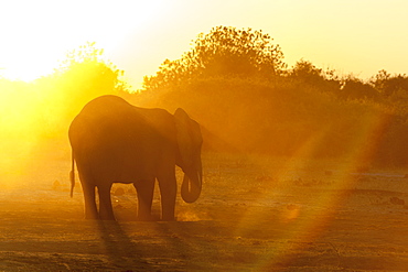 African Elephant (Loxodonta africana), Chobe National Park, Botswana.