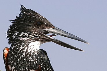 Giant kingfisher (Megaceryle maximus), Chobe National Park, Botswana.