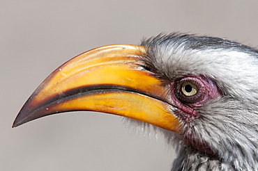 Southern yellow-billed hornbill (Tockus leucomelas), Savuti, Chobe National Park, Botswana