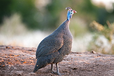 Helmeted guineafowl (Numida meleagris), Mashatu Game Reserve, Botswana.