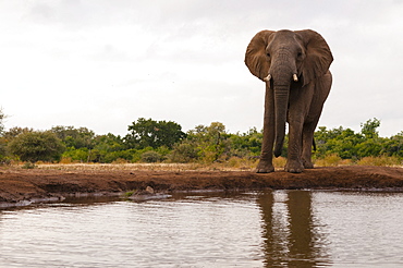 African elephant (Loxodonta africana), Mashatu Game Reserve, Botswana.