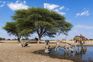 Remote camera image of greater kudus (Tragelaphus strepsiceros) and warthogs (Phacochoerus africanus) at a waterhole, Kalahari, Botswana