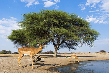 Remote camera image of impalas (Aepyceros melampus) drinking at waterhole, Kalahari, Botswana