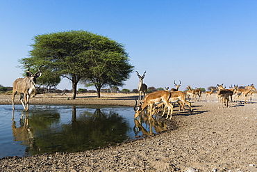 Remote camera image of greater kudus (Tragelaphus strepsiceros) and Impalas (Aepyceros melampus) at waterhole, Kalahari, Botswana