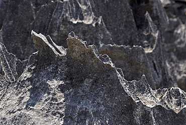 Landscape of tropical karstic phenomena in the Tsingy national park of Bemaraha, Small Tsingy area, UNESCO World Heritage site, Early November: end of dry season, Madagascar