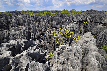 Landscape of tropical karstic phenomena in the Tsingy national park of Bemaraha, Small Tsingy area, UNESCO World Heritage site, Early November: end of dry season, Madagascar