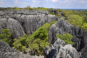 Landscape of tropical karstic phenomena in the Tsingy national park of Bemaraha, Small Tsingy area, UNESCO World Heritage site, Early November: end of dry season, Madagascar