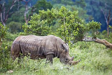 Southern white rhinoceros (Ceratotherium simum simum) grazing in green savannah n Kruger National park, South Africa