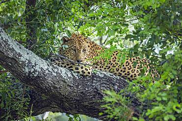 Leopard (Panthera pardus) lying down in a tree in Kruger National park, South Africa