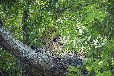 Leopard (Panthera pardus) lying down in a tree in Kruger National park, South Africa