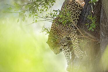 Leopard (Panthera pardus) jumping down a tree in Kruger National park, South Africa