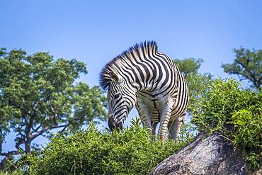 Plains zebra (Equus quagga burchellii) standing on a rock isolated in blue sky in Kruger National park, South Africa