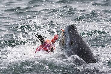 A leopard seal, Hydrurga leptonyx, feeding on a gentoo penguin, Petermann Island, Antarctica.