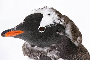 A molting gentoo penguin chick (Pygoscelis papua), Petermann Island, Antarctica.