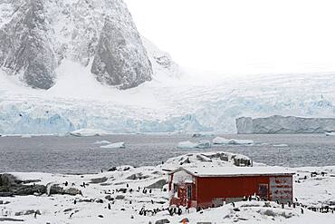 A Gentoo penguin colony, Pygoscelis papua, near Groussac Argentinian hut, Petermann Island, Antarctica.