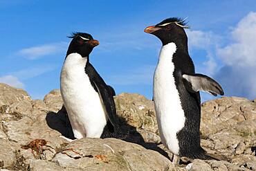 Two Rockhopper penguins (Eudyptes chrysocome), Pebble Island, Falkland Islands