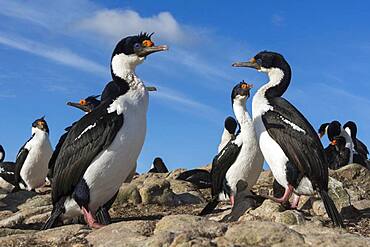 A colony of Imperial shags, Leucocarbo atriceps. Pebble Island, Falkland Islands