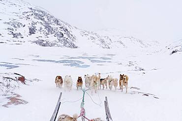 Dog sledge, Disko Bay, Greenland.