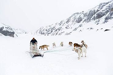 Dog sledge, Disko Bay, Greenland.